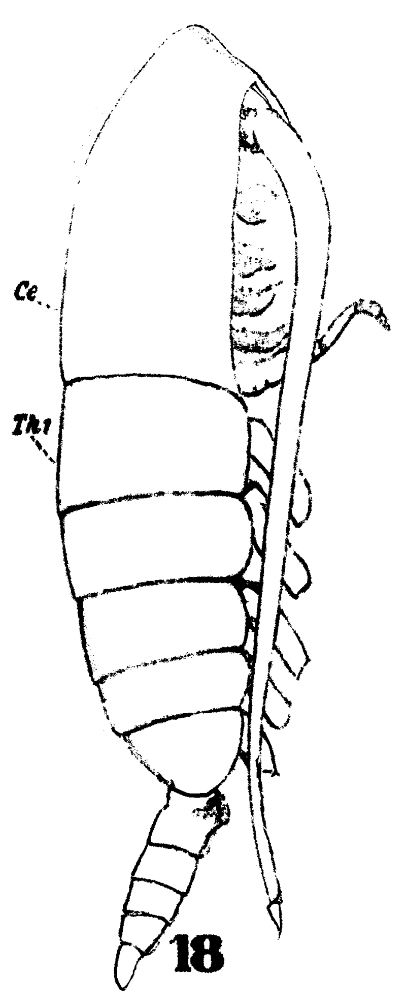 Espce Calanoides carinatus - Planche 19 de figures morphologiques