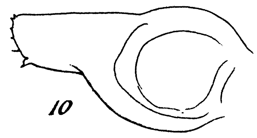 Espce Calanoides carinatus - Planche 22 de figures morphologiques
