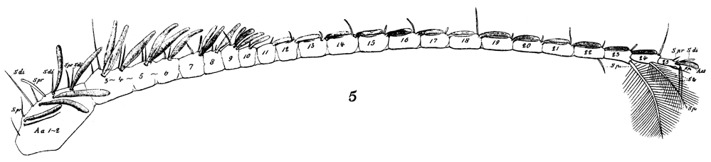 Espce Calanoides carinatus - Planche 21 de figures morphologiques