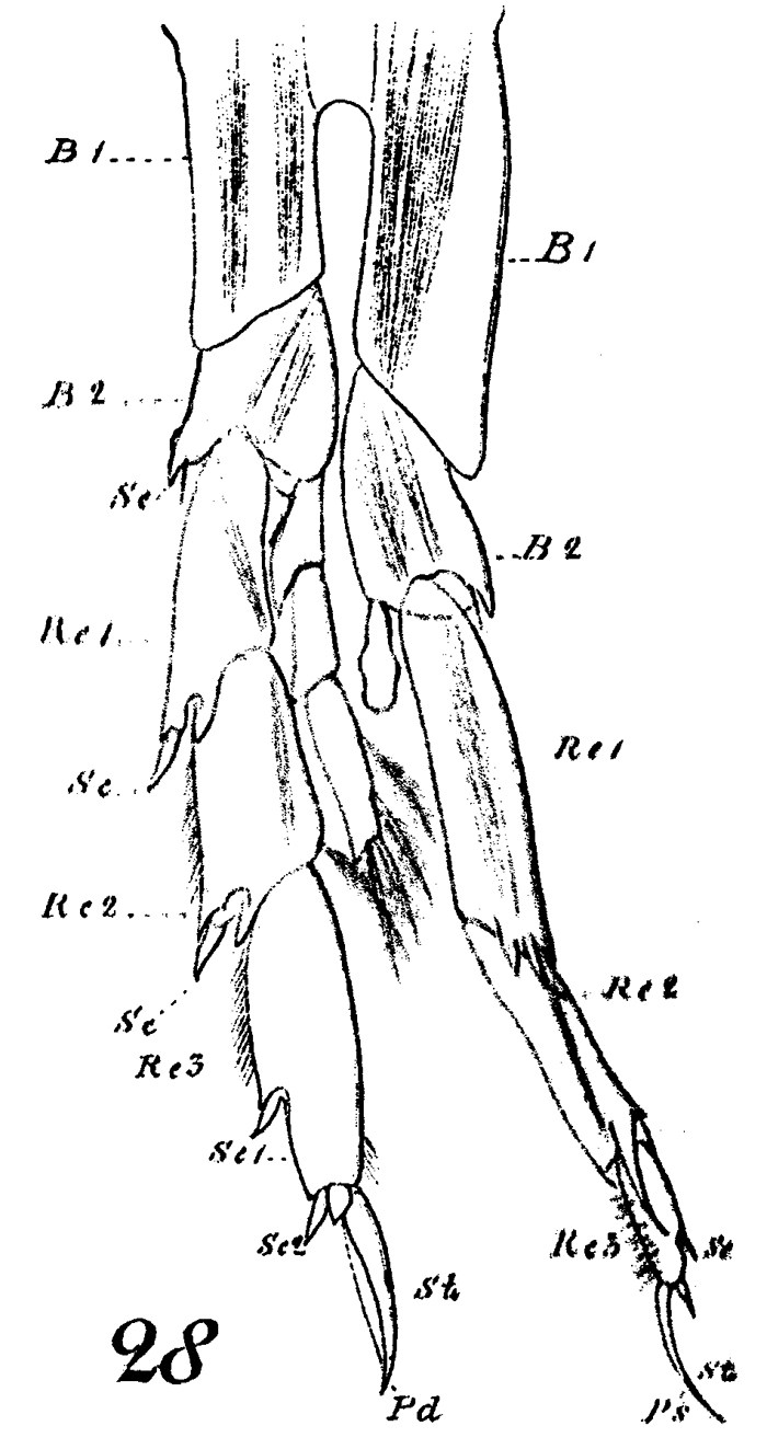 Espce Calanoides carinatus - Planche 23 de figures morphologiques
