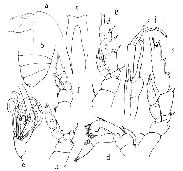 Espce Scolecithricella propinqua - Planche 2 de figures morphologiques