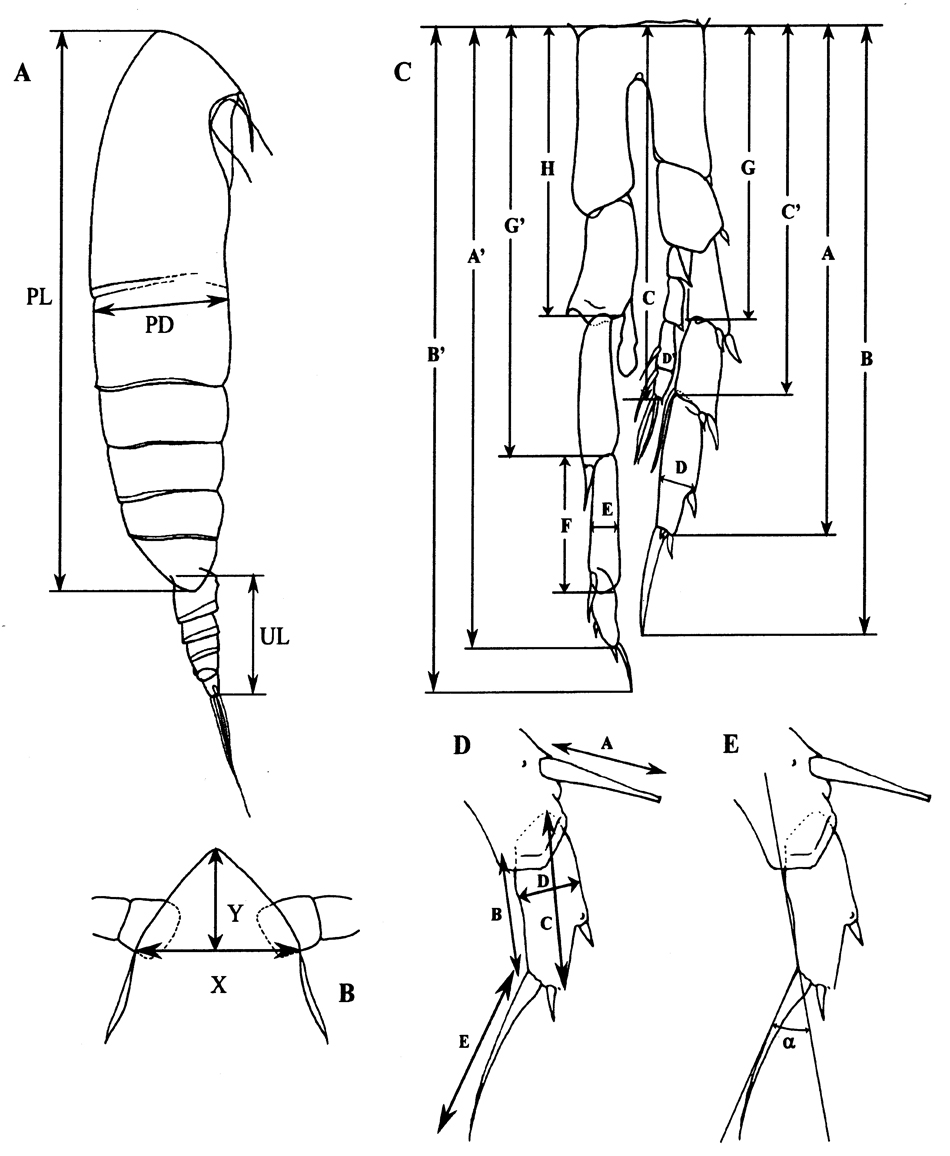 Species Calanoides carinatus - Plate 24 of morphological figures