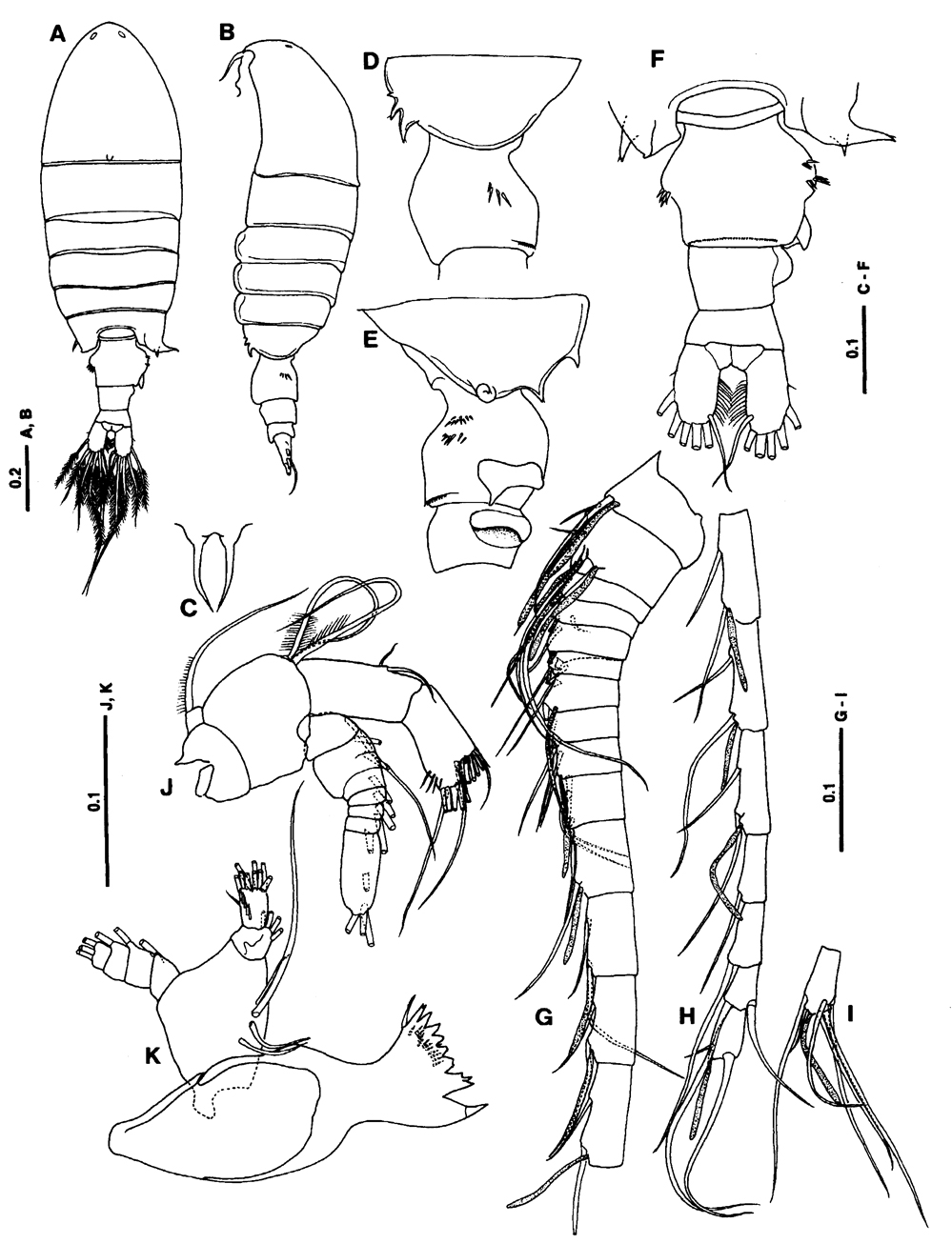 Species Centropages brevifurcus - Plate 3 of morphological figures