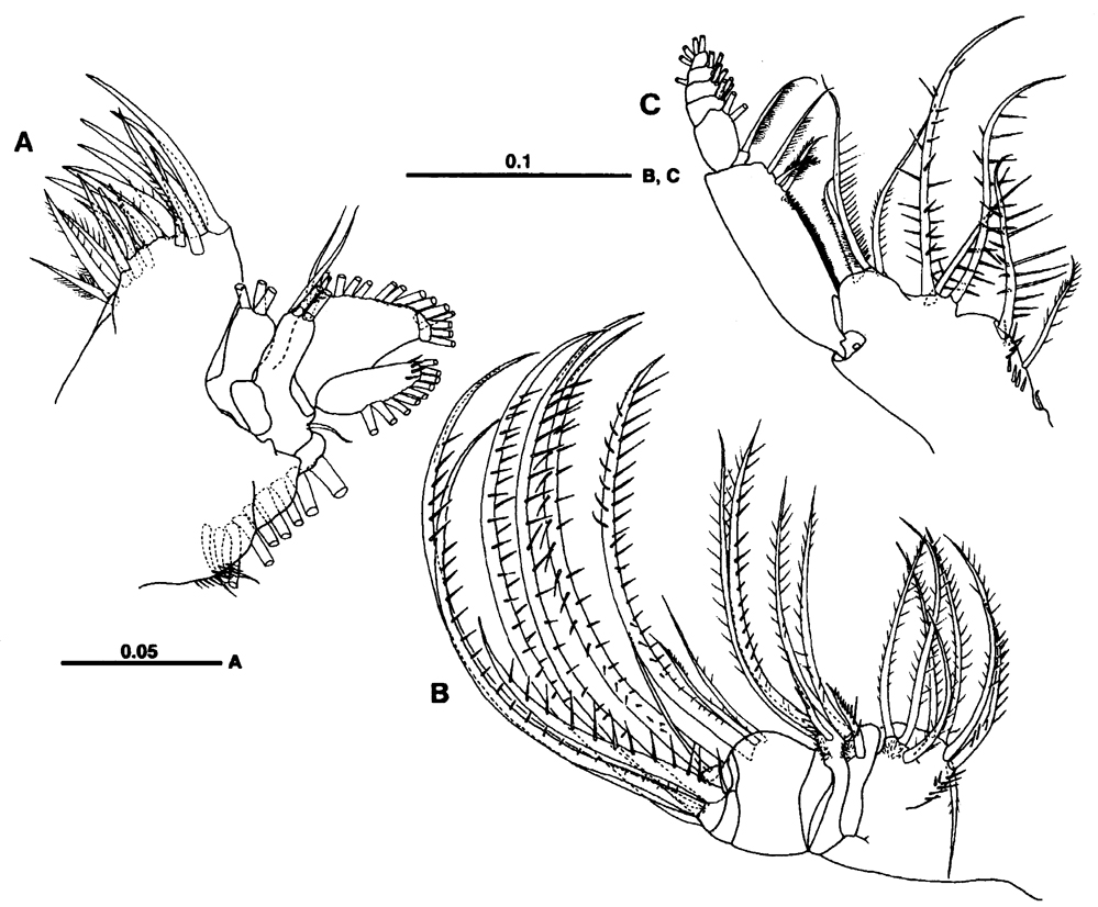 Species Centropages brevifurcus - Plate 4 of morphological figures
