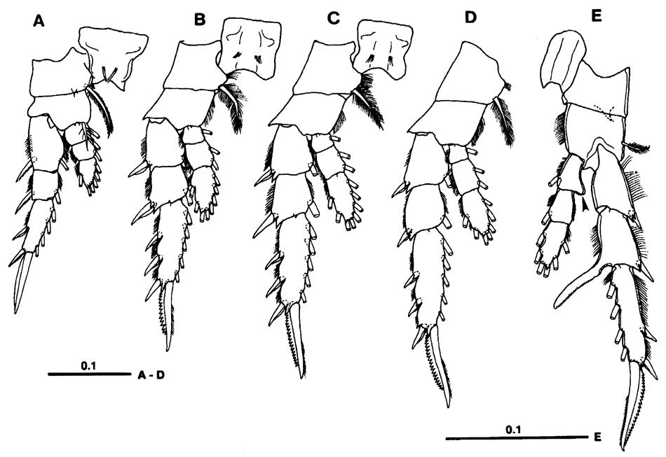 Species Centropages brevifurcus - Plate 5 of morphological figures