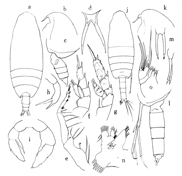Species Pseudoamallothrix emarginata - Plate 1 of morphological figures