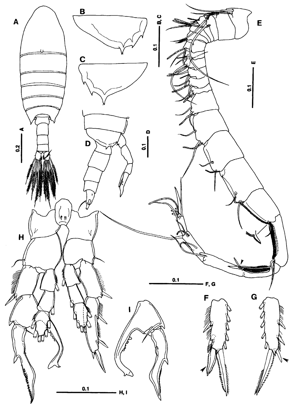Species Centropages brevifurcus - Plate 7 of morphological figures