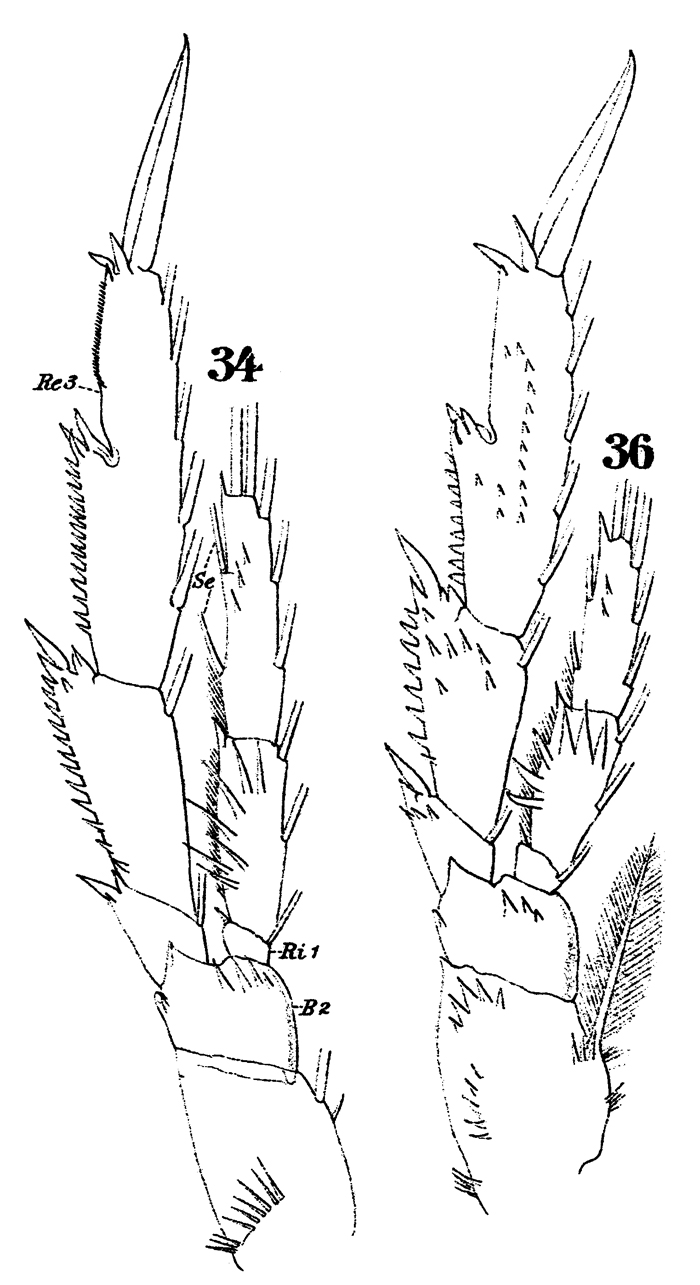Espèce Acrocalanus longicornis - Planche 13 de figures morphologiques