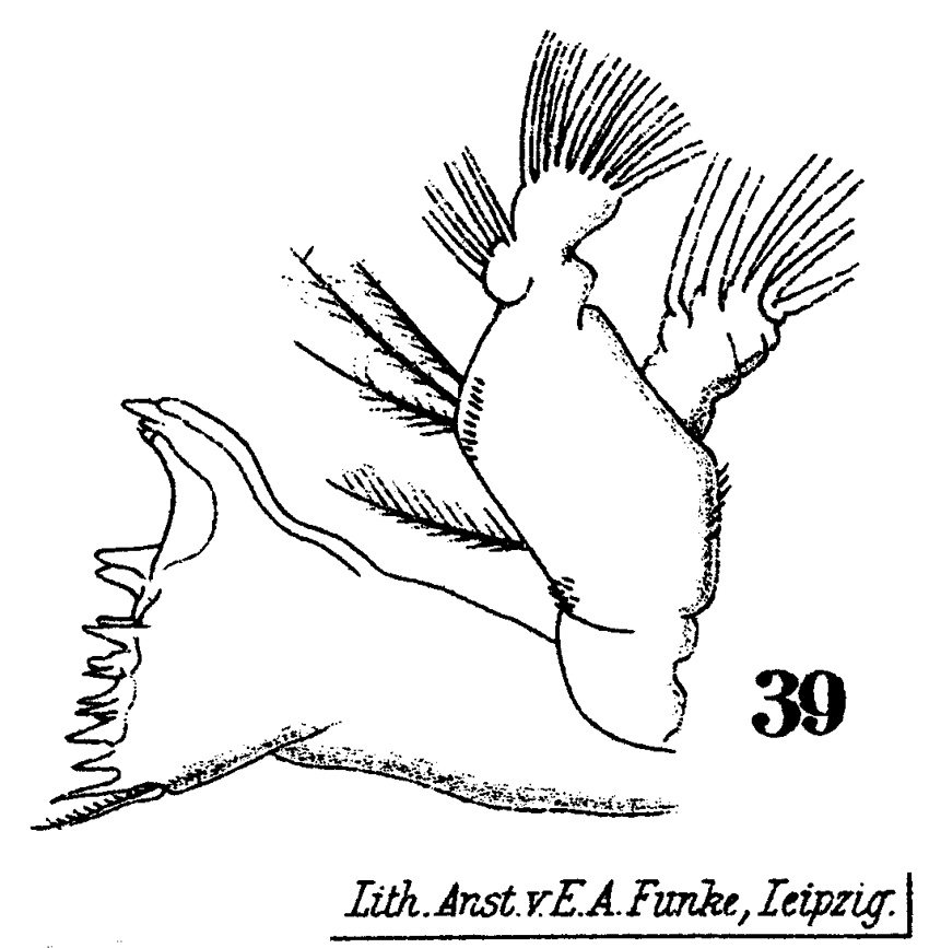 Species Acrocalanus longicornis - Plate 14 of morphological figures