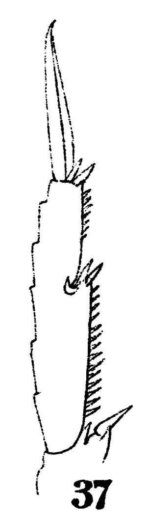 Espèce Acrocalanus gibber - Planche 6 de figures morphologiques