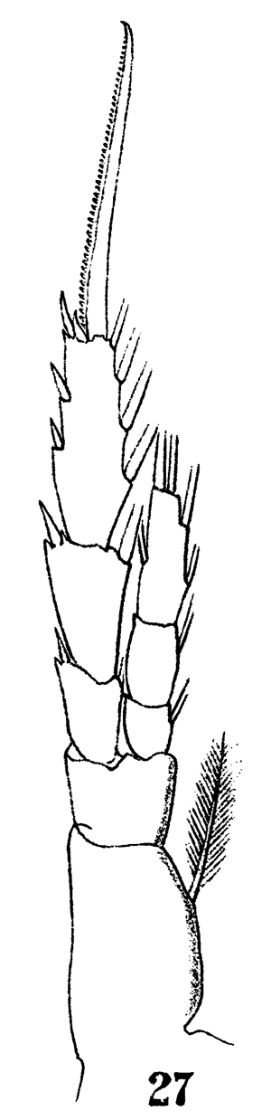 Espce Drepanopus forcipatus - Planche 15 de figures morphologiques