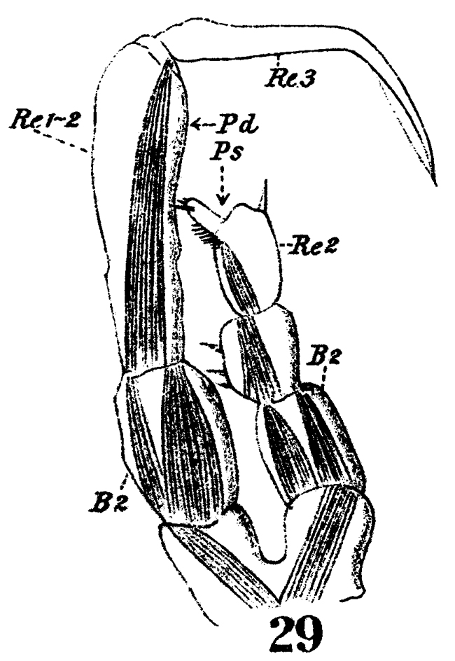 Espce Drepanopus forcipatus - Planche 19 de figures morphologiques