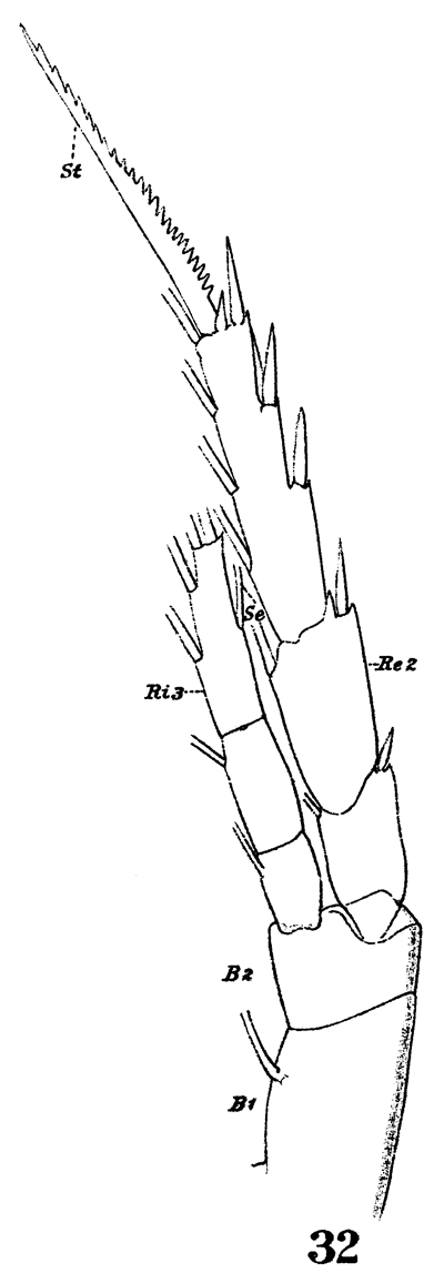 Espce Pseudocalanus elongatus - Planche 4 de figures morphologiques