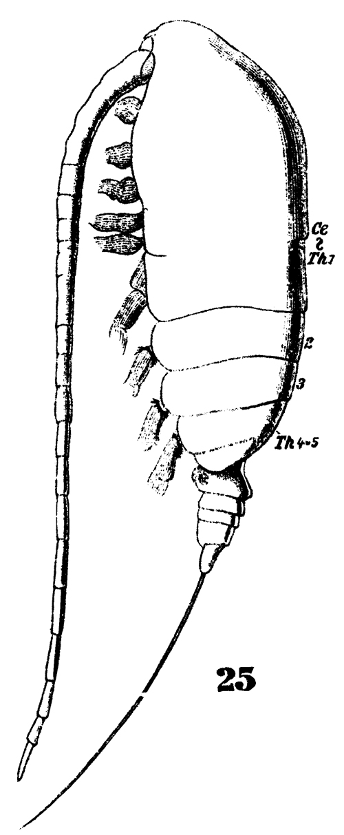 Espèce Acrocalanus longicornis - Planche 15 de figures morphologiques