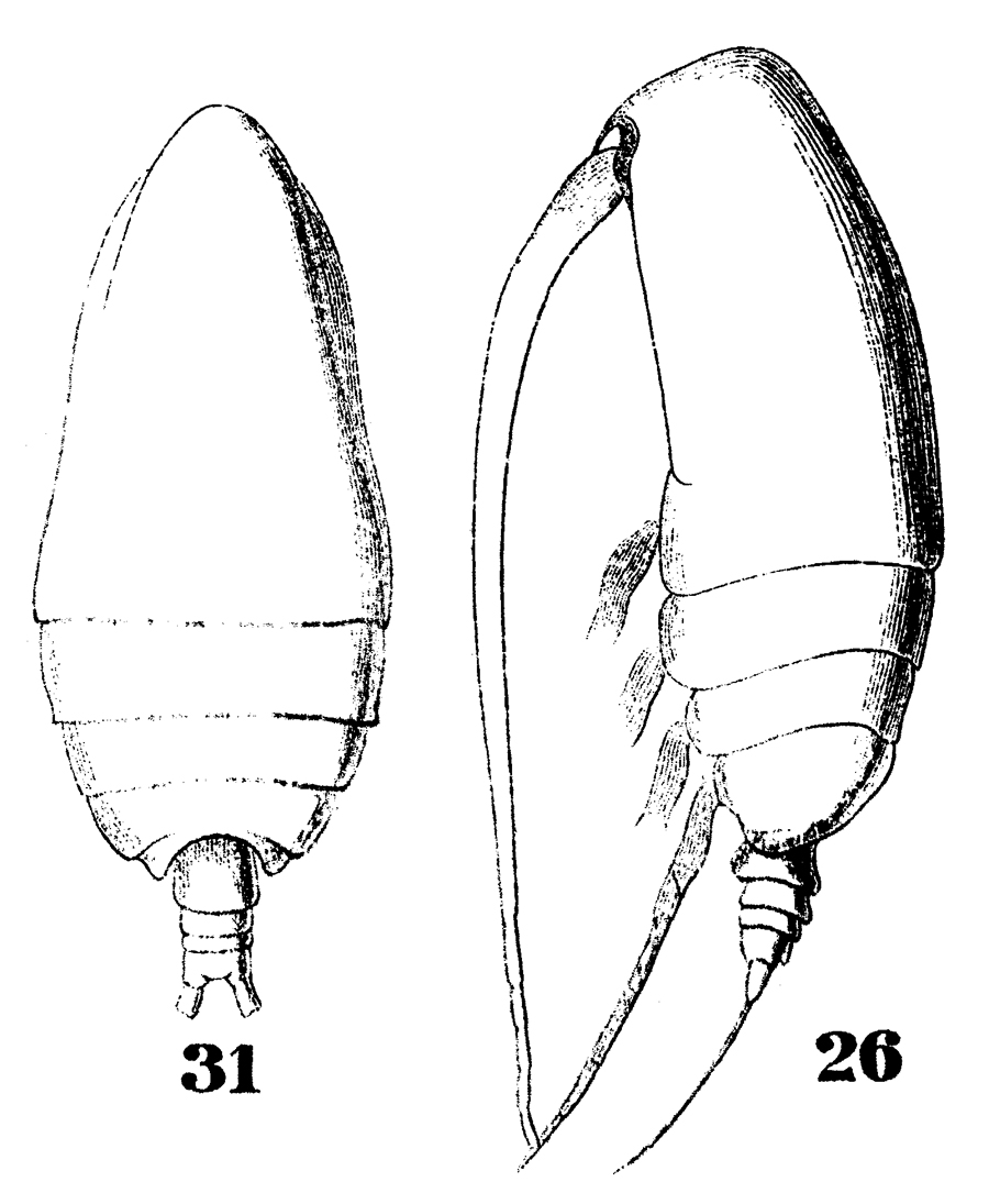 Species Acrocalanus monachus - Plate 8 of morphological figures