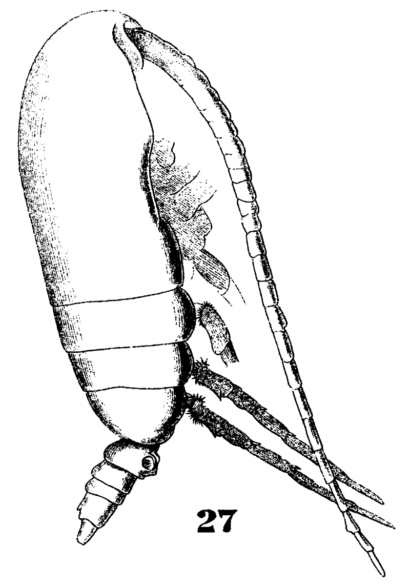 Species Acrocalanus gracilis - Plate 9 of morphological figures