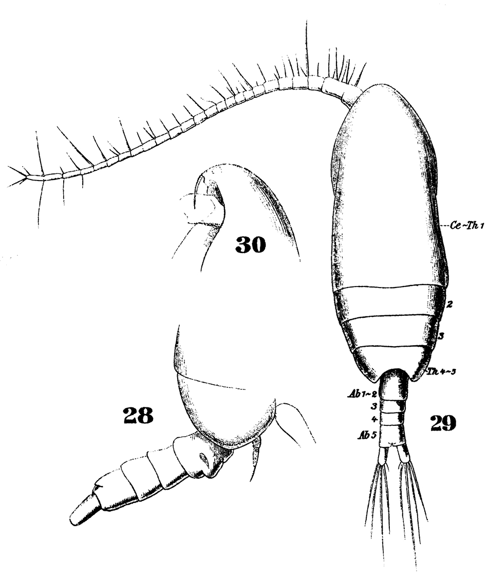 Espce Paracalanus parvus - Planche 27 de figures morphologiques