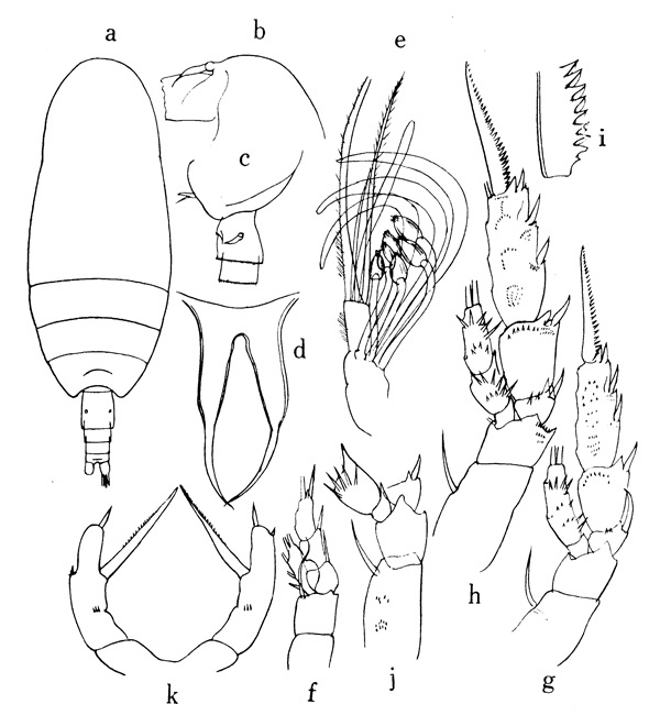 Espce Amallothrix paravalida - Planche 1 de figures morphologiques