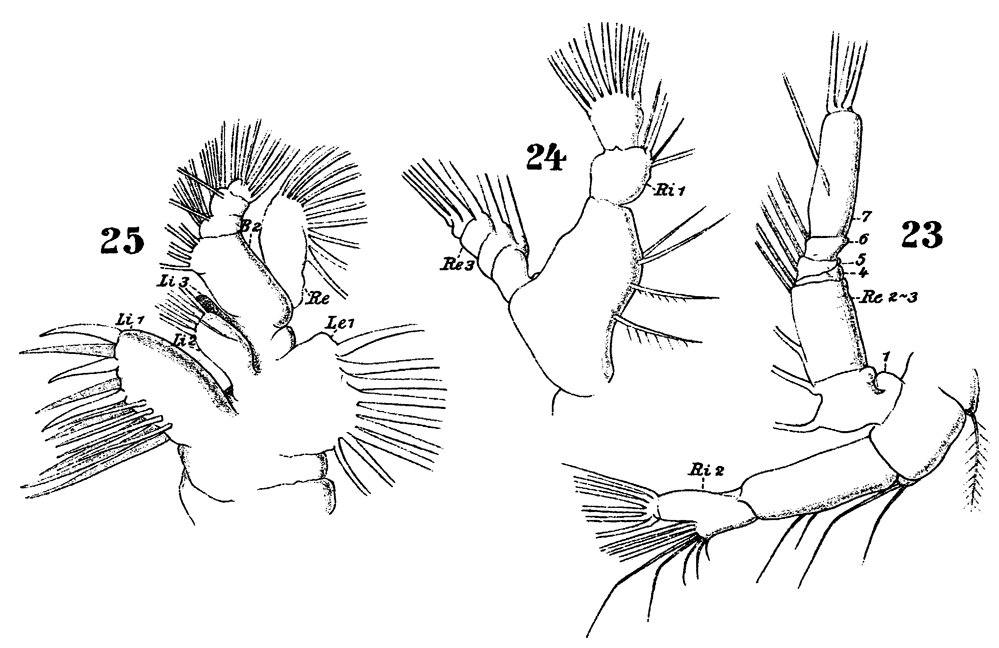 Espce Drepanopus forcipatus - Planche 16 de figures morphologiques