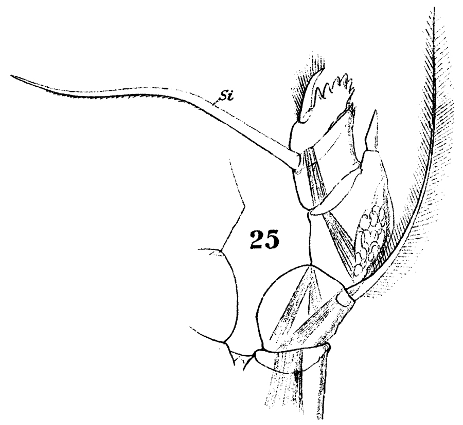 Espce Nullosetigera giesbrechti - Planche 6 de figures morphologiques