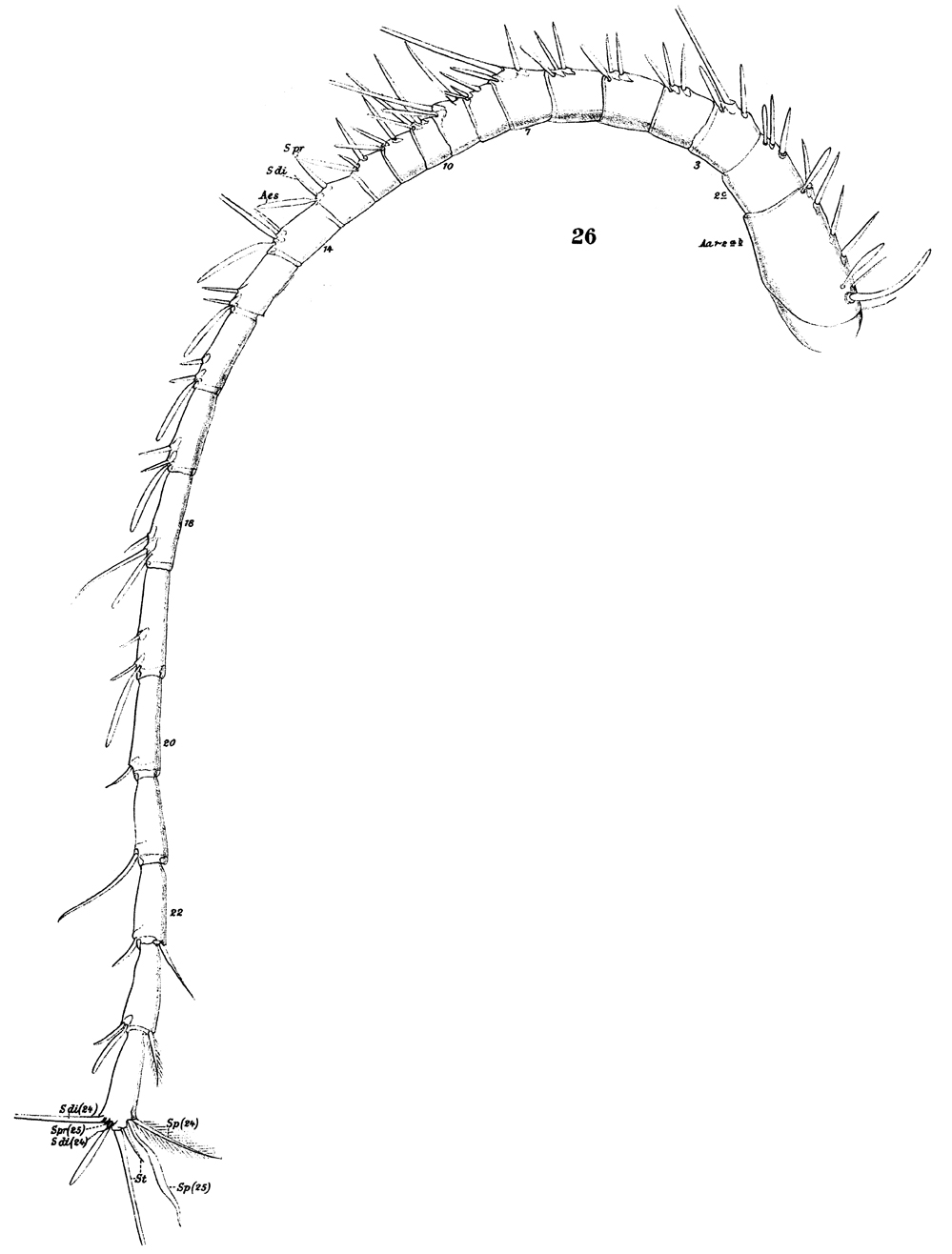 Espce Nullosetigera giesbrechti - Planche 4 de figures morphologiques