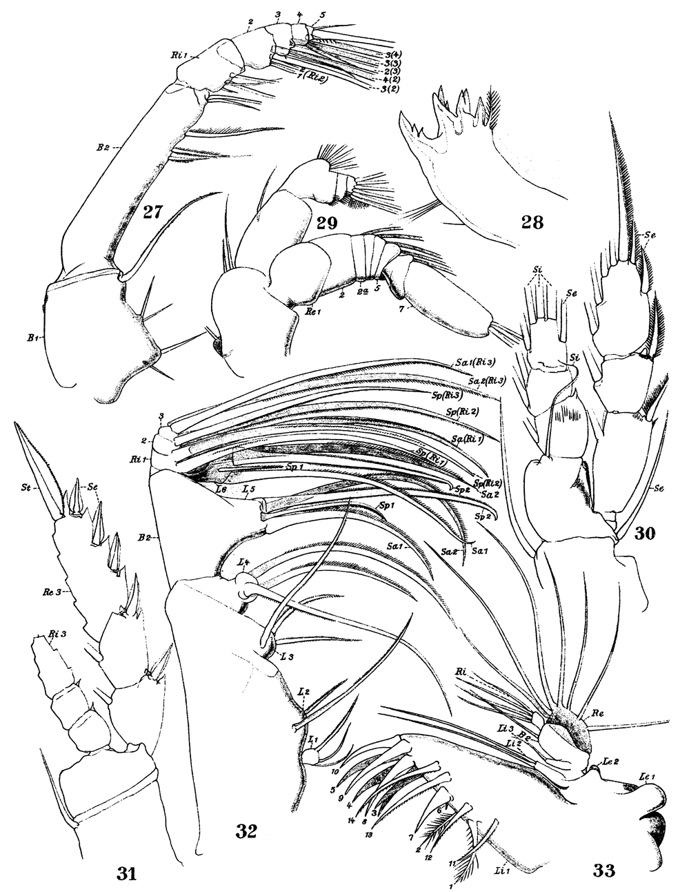 Species Nullosetigera giesbrechti - Plate 5 of morphological figures