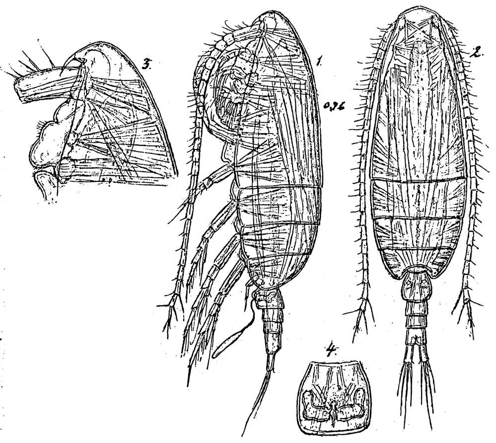 Species Paracalanus denudatus - Plate 10 of morphological figures