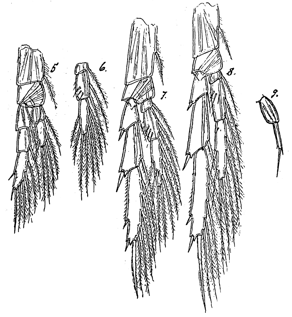 Espce Paracalanus denudatus - Planche 11 de figures morphologiques