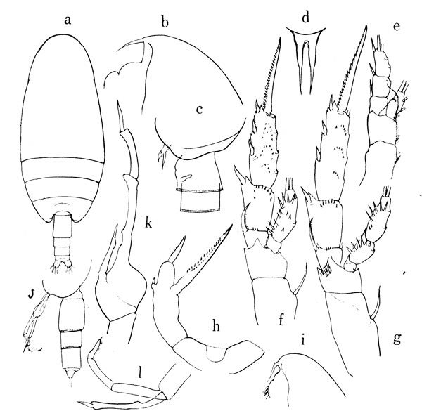 Espèce Amallothrix pseudoarcuata - Planche 1 de figures morphologiques