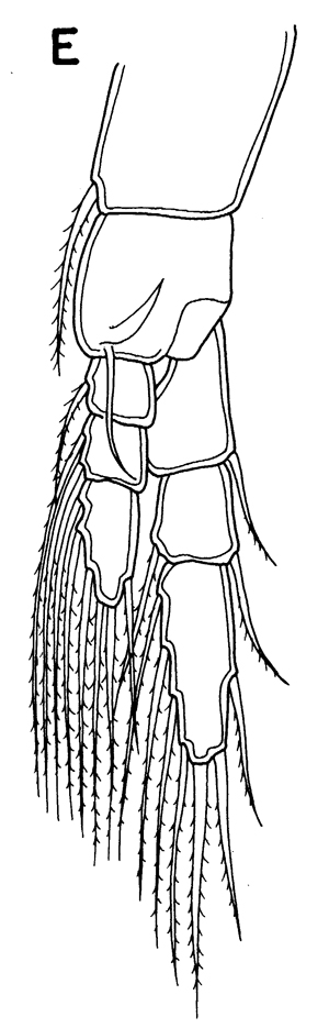 Species Megacalanus princeps - Plate 12 of morphological figures