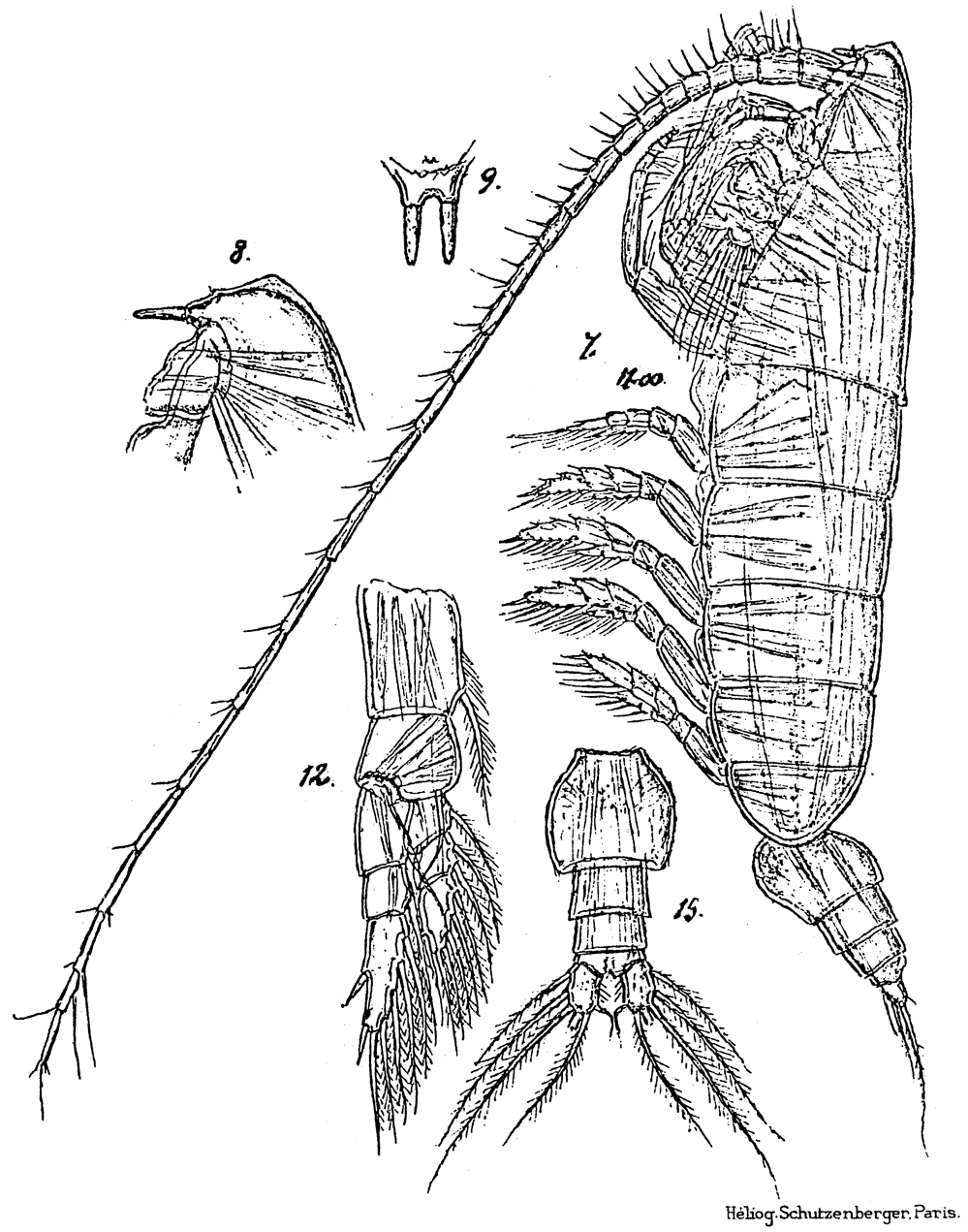 Species Elenacalanus princeps - Plate 5 of morphological figures