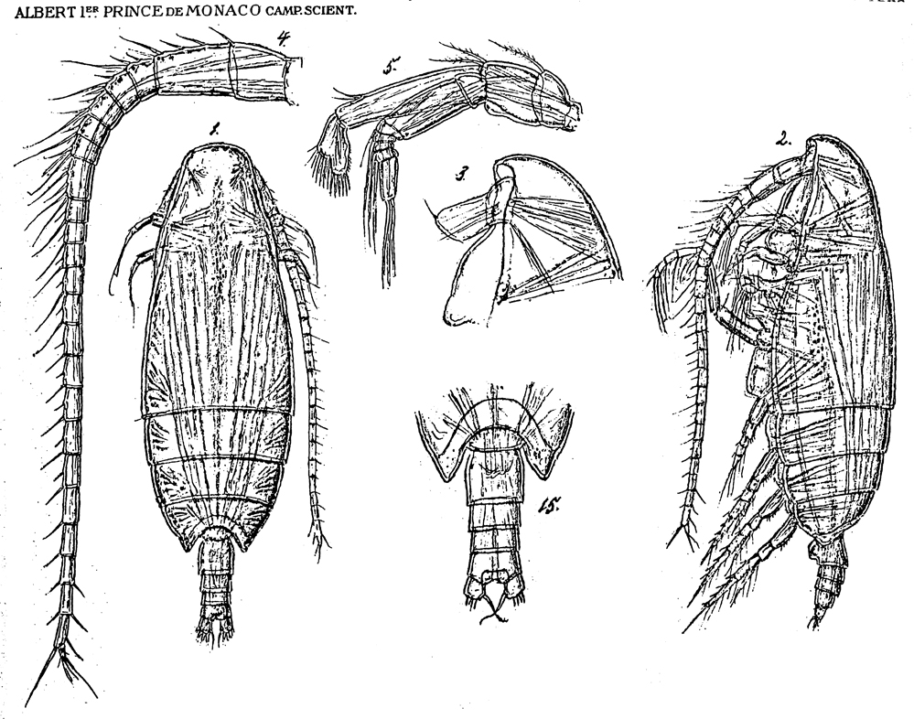 Espèce Spinocalanus validus - Planche 3 de figures morphologiques
