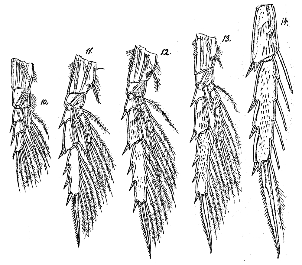 Espèce Spinocalanus validus - Planche 5 de figures morphologiques