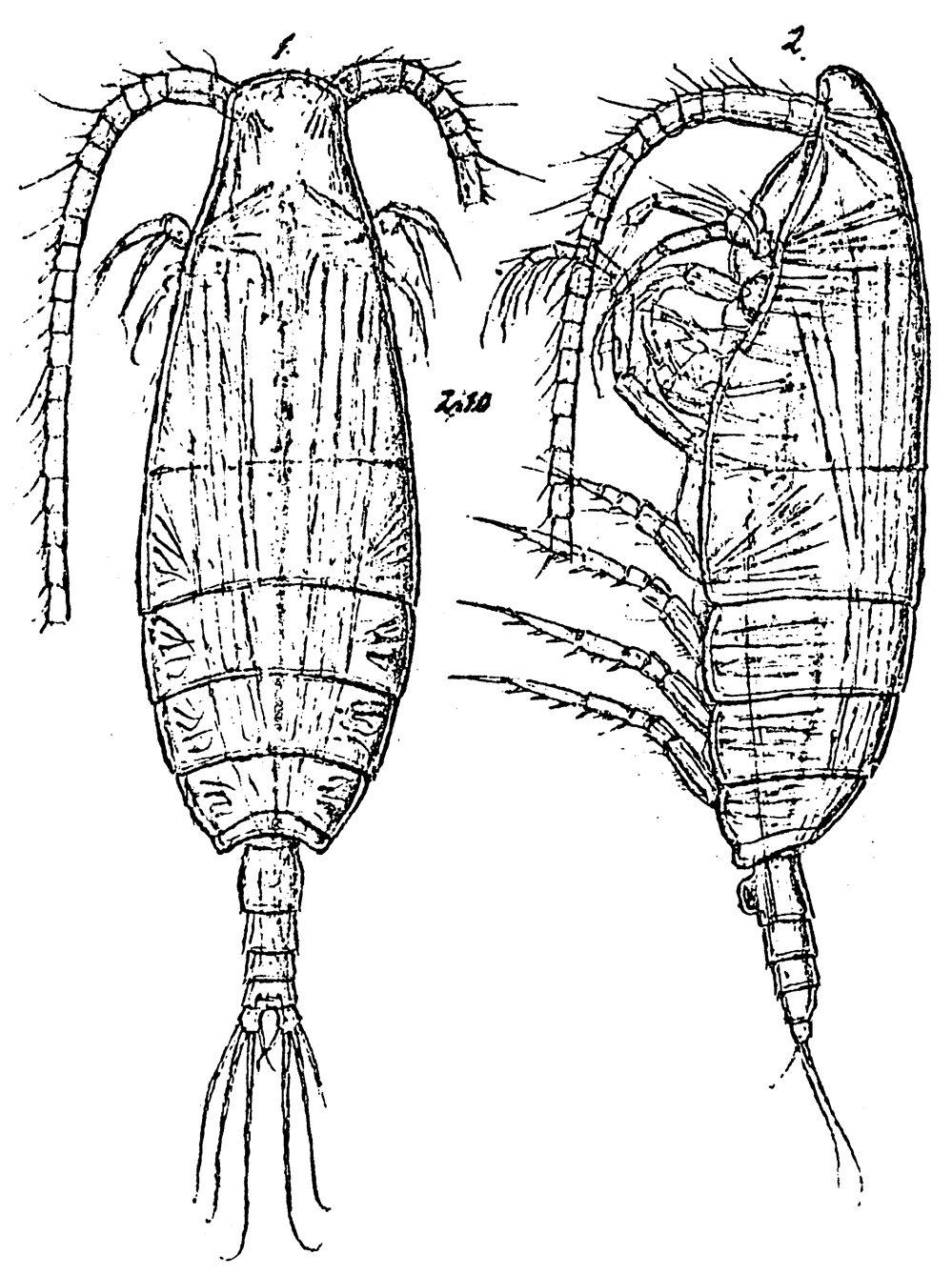 Species Spinocalanus angusticeps - Plate 9 of morphological figures
