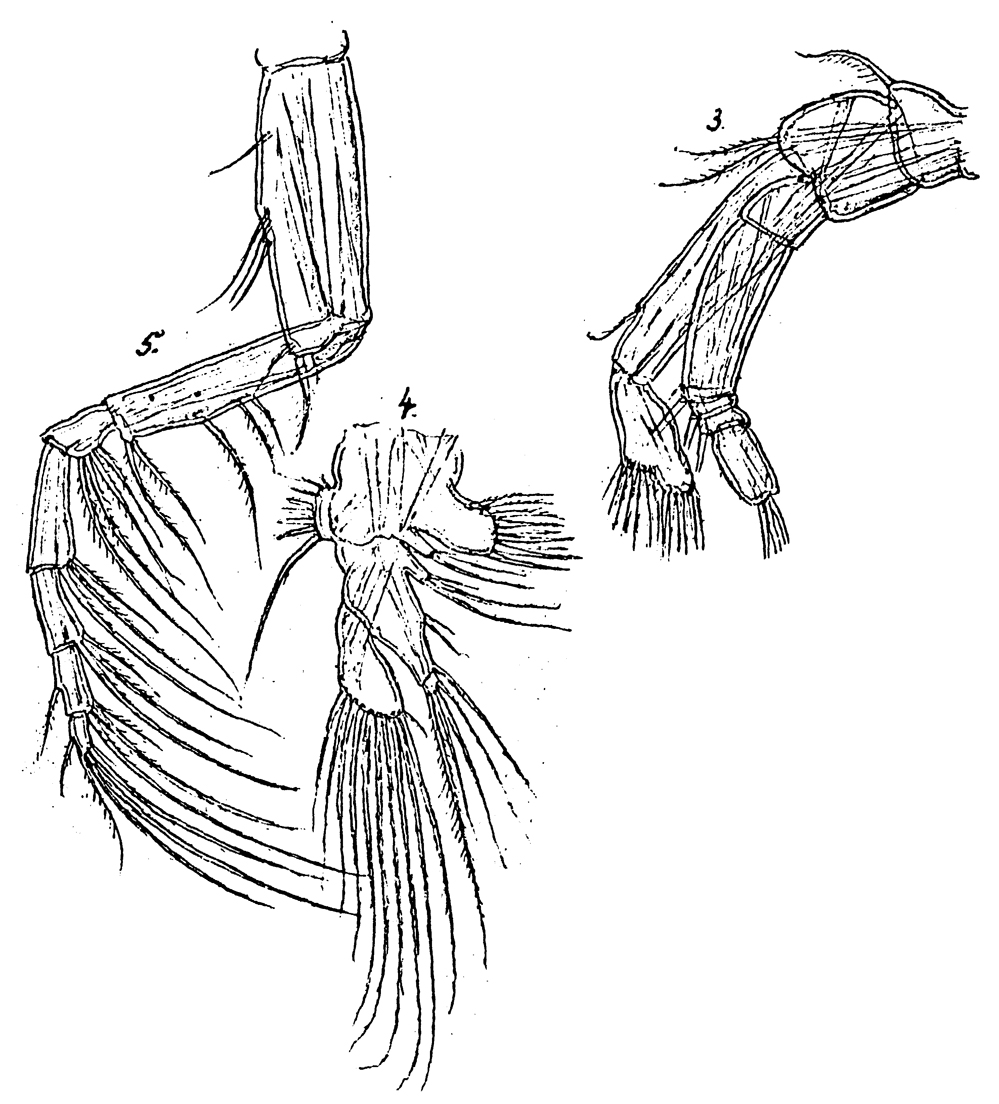 Species Spinocalanus angusticeps - Plate 10 of morphological figures