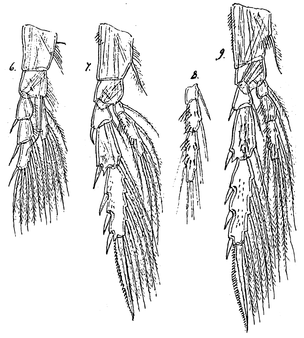Species Spinocalanus angusticeps - Plate 11 of morphological figures