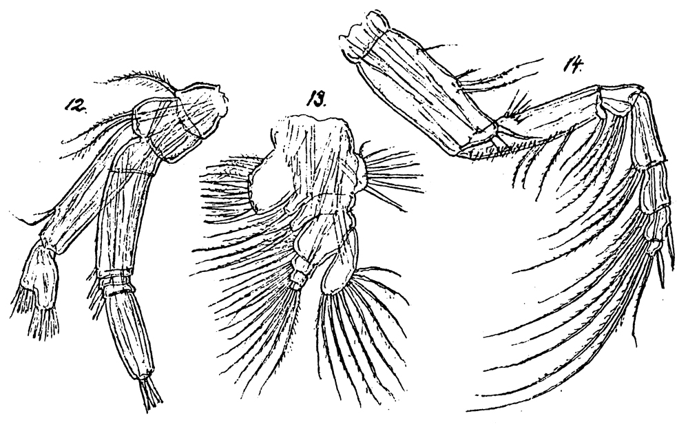 Species Spinocalanus caudatus - Plate 2 of morphological figures