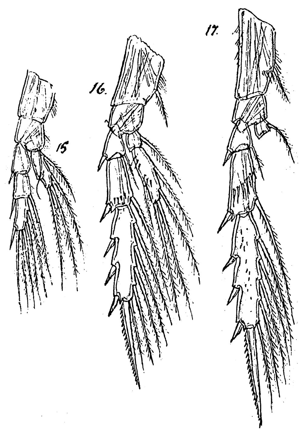 Species Spinocalanus caudatus - Plate 3 of morphological figures
