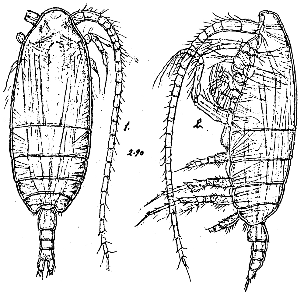 Species Spinocalanus hirtus - Plate 2 of morphological figures
