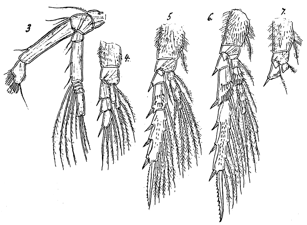Species Spinocalanus hirtus - Plate 3 of morphological figures