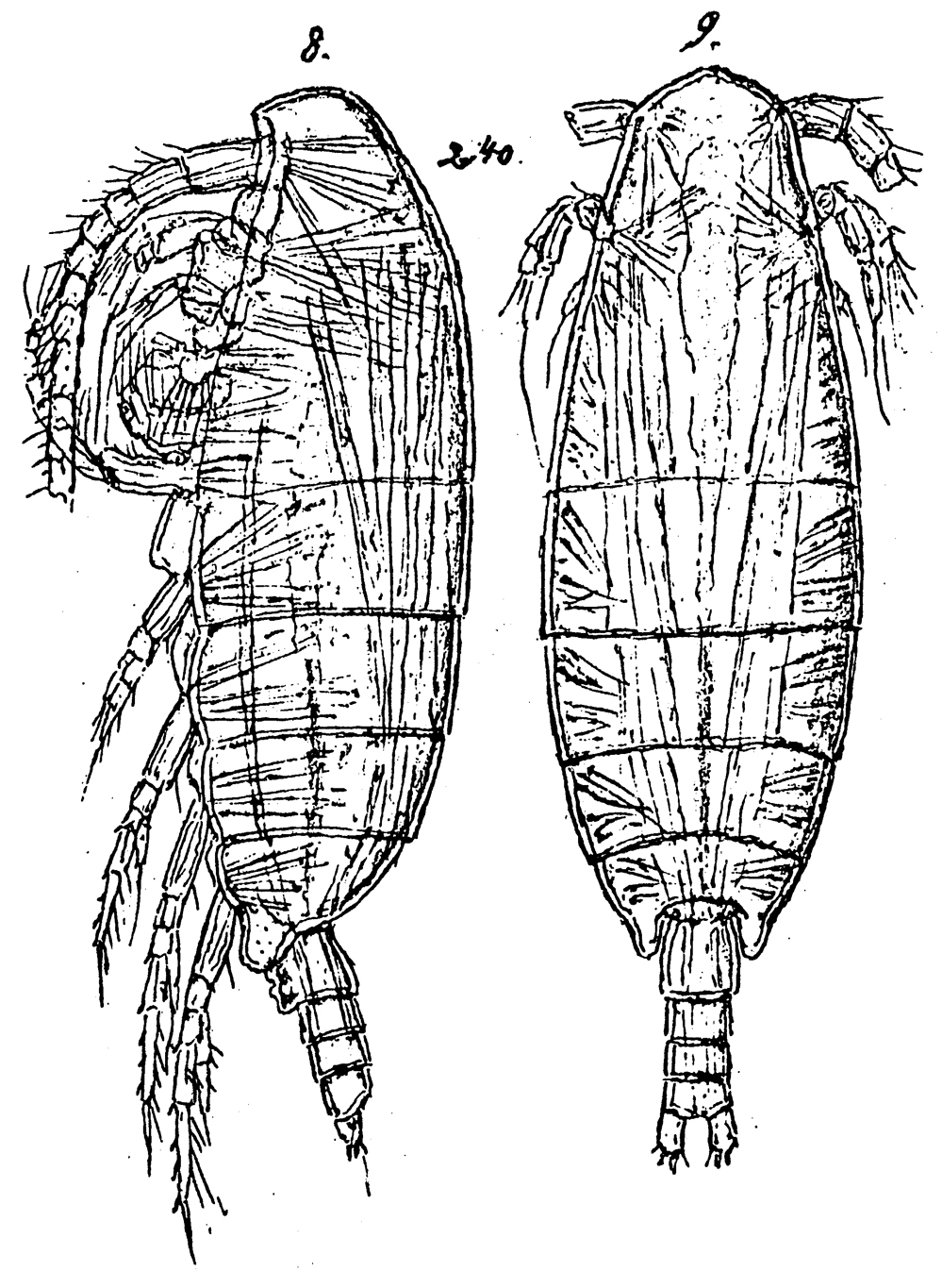 Species Spinocalanus magnus - Plate 11 of morphological figures