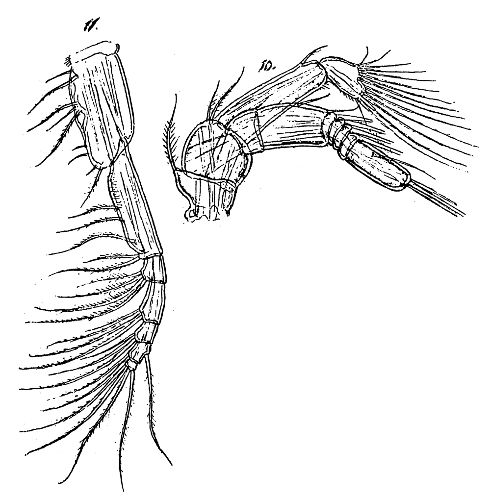 Species Spinocalanus magnus - Plate 12 of morphological figures