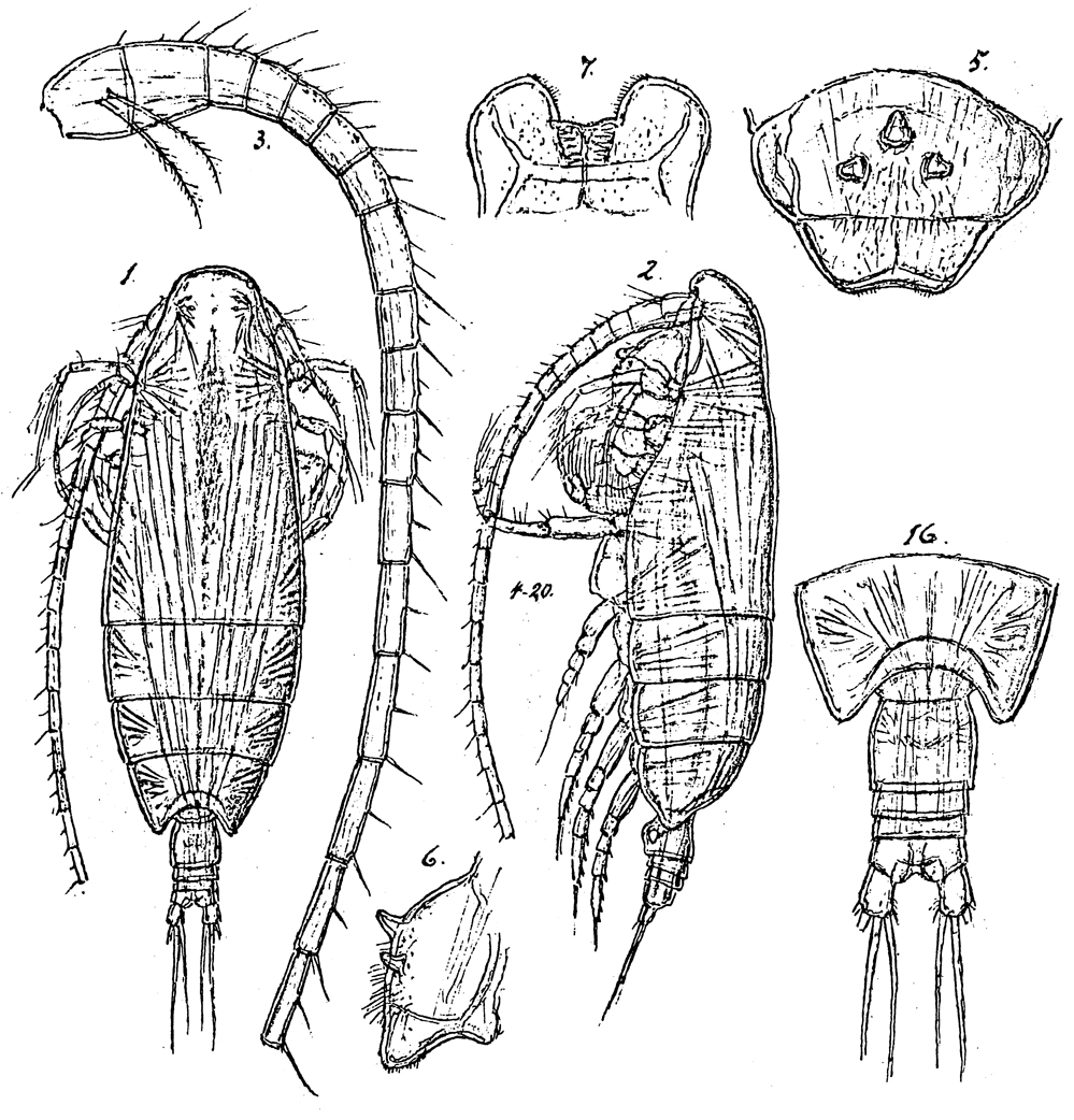 Species Mimocalanus major - Plate 1 of morphological figures