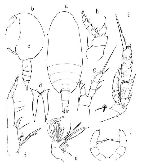 Species Scolecithricella spinata - Plate 1 of morphological figures
