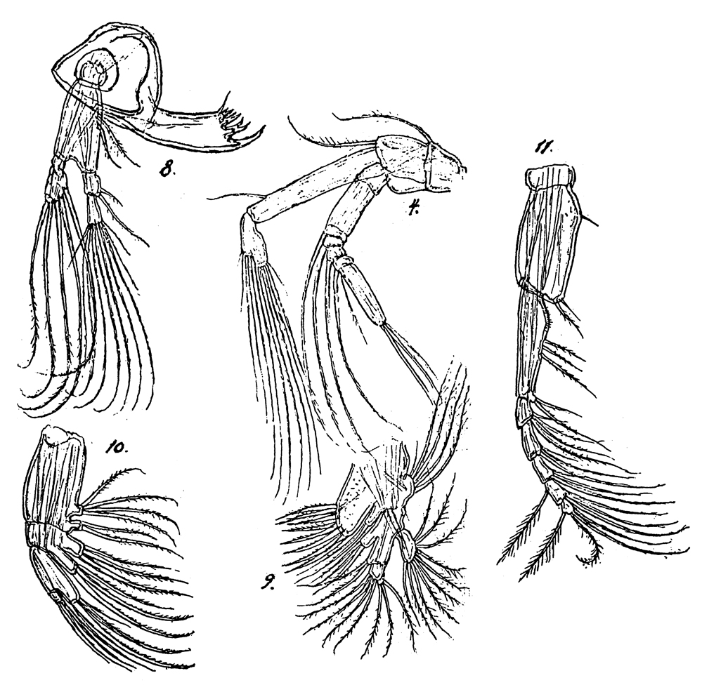 Espce Mimocalanus major - Planche 2 de figures morphologiques