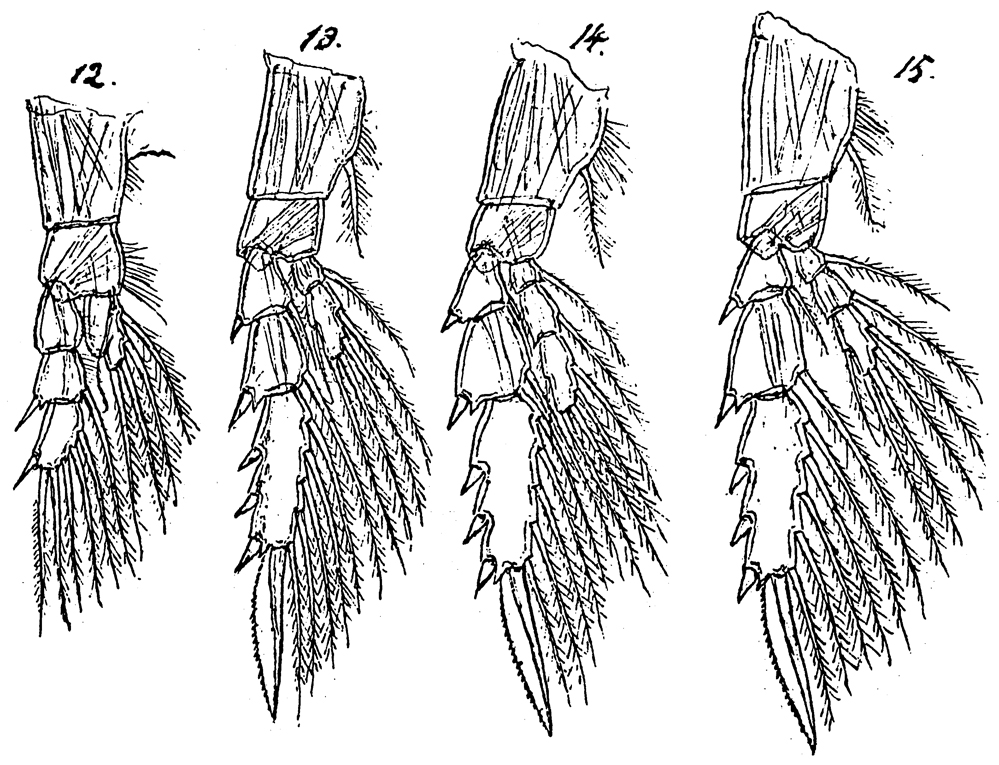 Species Mimocalanus major - Plate 3 of morphological figures