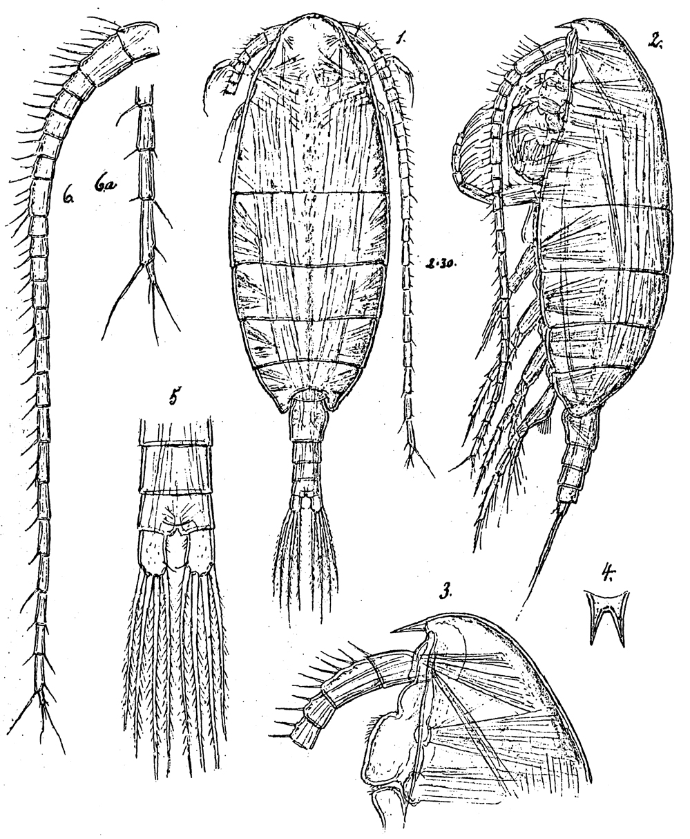 Species Monacilla typica - Plate 13 of morphological figures