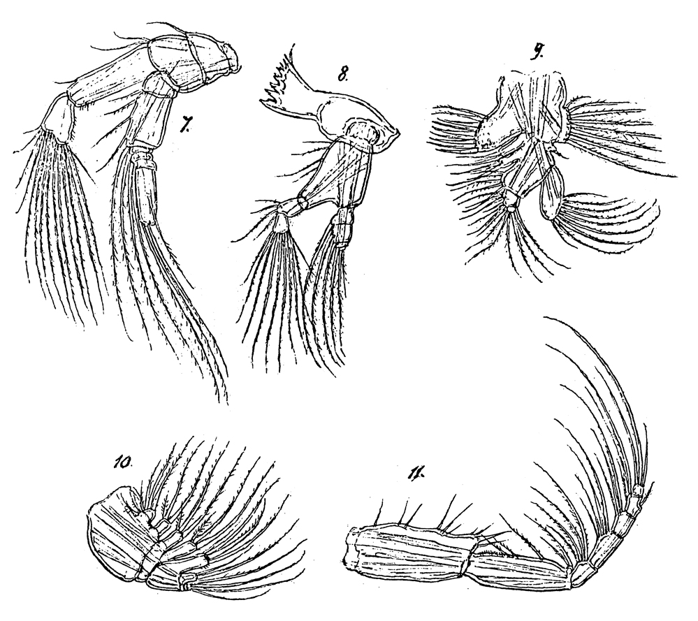 Species Monacilla typica - Plate 14 of morphological figures
