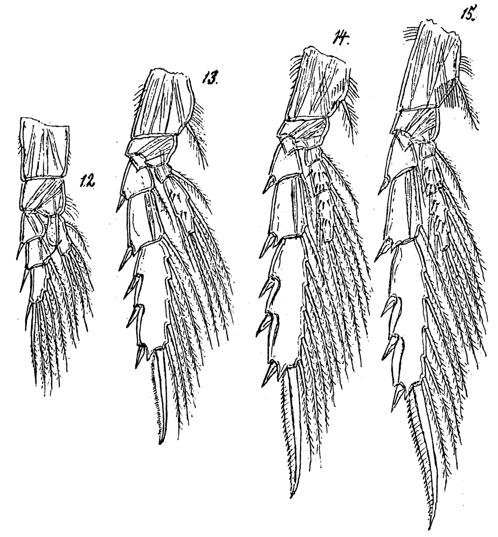 Species Monacilla typica - Plate 15 of morphological figures