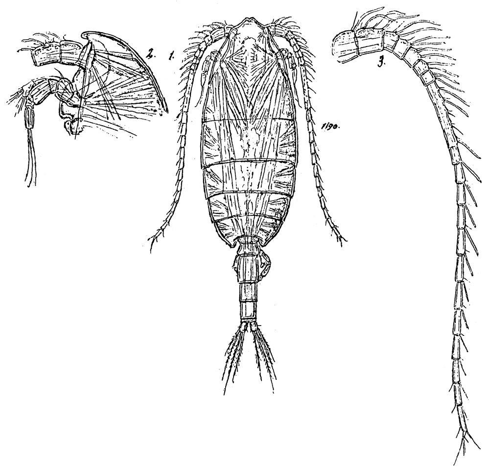 Species Monacilla typica - Plate 16 of morphological figures